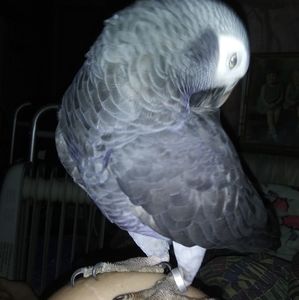 Meet your Posher, Becky